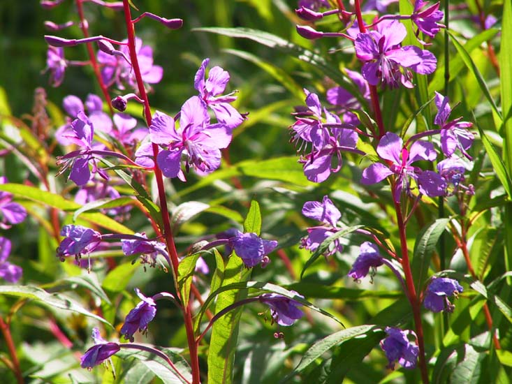 13-Finnish blossom