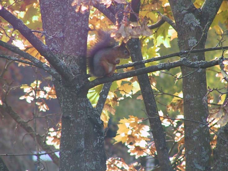 46-Squirrel hides his nuts outside our appt in Espoo