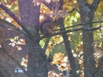 46-Squirrel hides his nuts outside our appt in Espoo