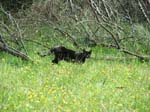 32-Feral cat (or is it a Puma) at Warratah Flats