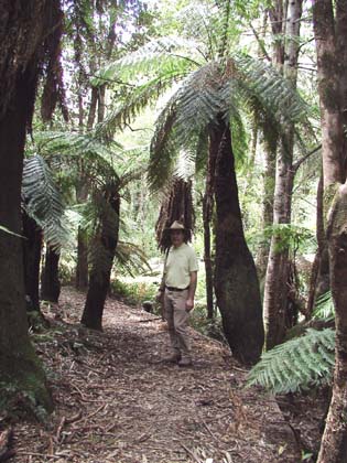 04-Laurie in the Erinnundra rain forest