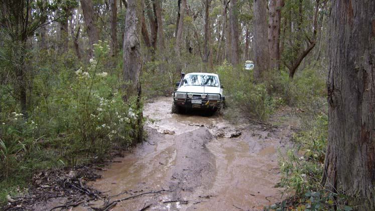 24-Grub enjoys the mud on Toombon Track