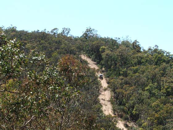 03-Zebra climbs Burgoyne Track