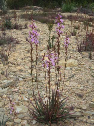 18-High Country Wildflowers