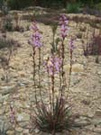 18-High Country Wildflowers