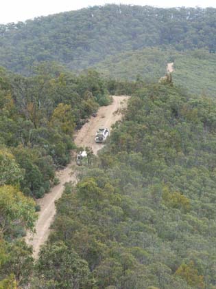 29 of 32-Koala follows Moredust up Hickey Creek Track