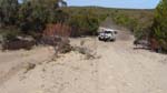 09-Gumnut climbs a Wyperfeld sand dune