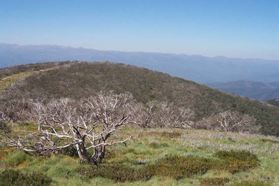 14-Bushfire has ravaged this Snowgum on Davies Plain