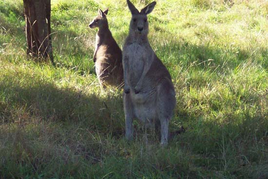15-Wildlife near Buckwong Creek