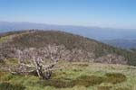 14-Bushfire has ravaged this Snowgum on Davies Plain