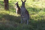 15-Wildlife near Buckwong Creek